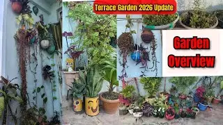🌱2026 Terrace Garden Update & Terrace Garden Tour Update 🪴🌱#garden #nature #yt 