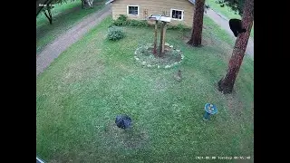 Tiny Dog Chases Bear up Tree || ViralHog