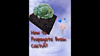 HOW TO PROPAGATE BRAIN CACTUS || cuttings