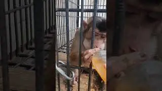 Nyuapin wiro sableng #monkey #beruk #babymonkey #monyet #primata 