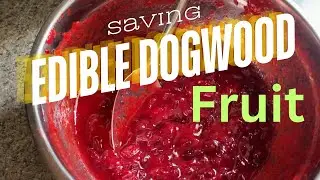 Saving Dogwood Fruit Cornus Mas Cornelian Cherry for future use