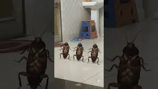 cockroaches dance #trending #ai #ytshorts #song #dabang