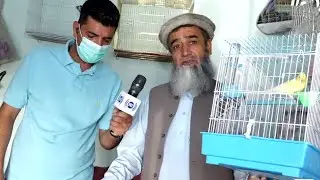 Yama Popal report from Bird Store / گزارش یما پوپل از یک پرنده فروشی در چهارقلعه چهاردهی