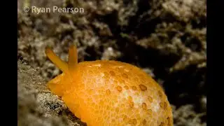 Perons Sidegill Slug - Pleurobranchus peronii