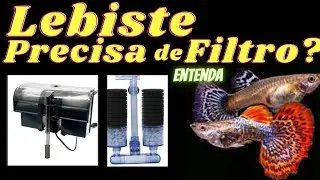 GUPPY PRECISA DE FILTRO? ENTENDA