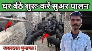 Pig Farming Business Ideas 💡! 1 साल में मालामाल? Pig Farm Bihar