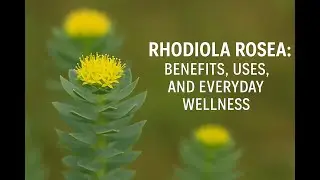 Rhodiola Rosea The Golden Root for Energy and Focus