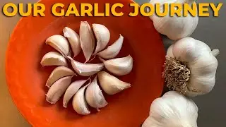 How to Plant, Grow, and Harvest Garlic // Step by step