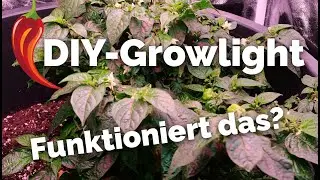 Chili Grow: Was ist aus der Chili geworden?