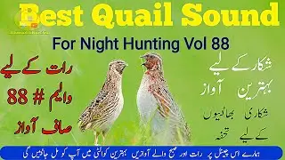 🛑 Best Quail Sound Night time 2026 / Bater Ki Awaaz,بٹیر کی رات کےلیے آواز,Batair ki awaz, Coturnix,