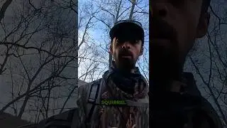 A few tips for finding squirrels in the woods #wildlife #hunting #squirrel #appalachia