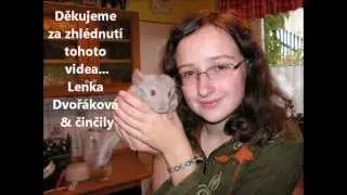 Chov činčil jihoamerických - Činčily z Liberce