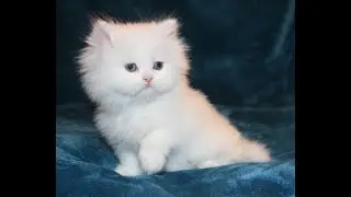 CFA Persian Kittens White Female