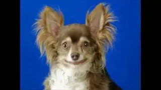 Our Pets of the Week from Larimer Humane Society