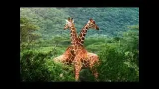 Nature best wallpapers,HD nature images ,HD video of nature