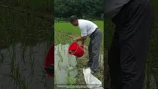 SMART Farming Hack : Rice Paddy Fish-Double Your Harvest !