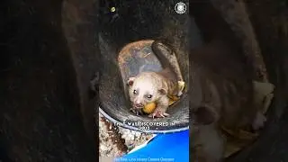Olinguito 🐻 New Mammal Discovery!