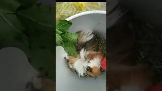 cyuo feliz