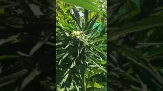 #Weed#tricomas#special queen