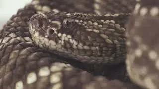 Snake Close Up Footage/Copyright free videos