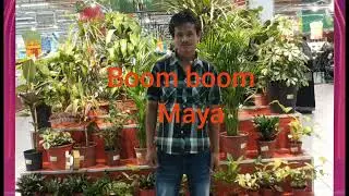 Boom boom maya Ai music song 