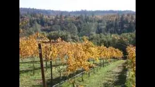 WINERIES in EL DORADO COUNTY / FAIR PLAY WINERIES / WINE TASTING in the FOOTHILLS / GWINLLAN ESTATE