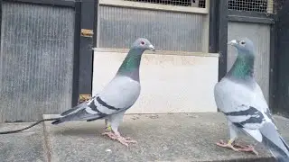 Lokalizacja Gołębnika - Kiedy tak naprawdę nie ma znaczenia? Cz.2 🕊️🏡