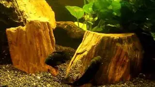 Split Gene Jack Dempsey Cichlids laying eggs