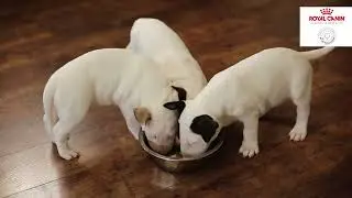 Stay prepared for your pet's health & nutrition needs | Start of Life | Royal Canin India