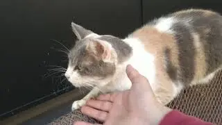 にゃんこ達とのふれあい