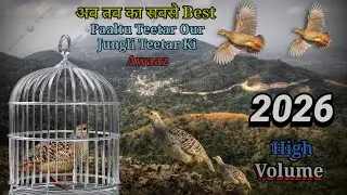 अब तक का सबसे Best Paaltu Teetar Our Jungli Teetar Ki Awaaz || 2026 New Teetar Volume Sound 