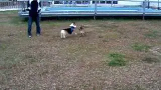 (Welsh Corgi)柯基cash歷史性的一刻~竟然沒有兇兇