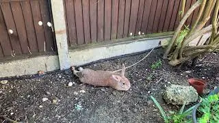 Chloe Prunes the Roses, Sandy Takes a Nap | Garden Glam & Bunny Chill 🌹💅