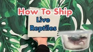 How to Ship Reptiles | Shipping a Leopard Gecko