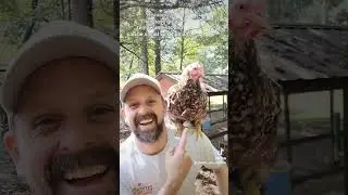 Have you heard of the Swedish Flower Hen? #chickenbreeds #rarebreed #backyardchickens #urbanchickens