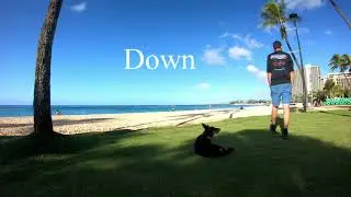 Hank | 6 Month | Texas Heeler | Amazing Progression | Off Leash K9 Training Hawaii