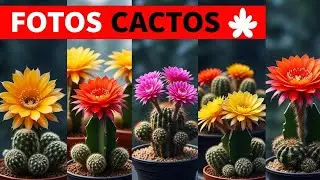 FOTOS DE CACTOS RAROS DO BRASIL Esp&eacute;cies Incr&iacute;veis Flores GIGANTES que Voc&ecirc; Precisa Conhecer PLANTAS
