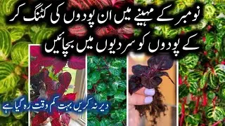How To Grow Plants From Cutting In Winter/Iresine Plant Grow In Winter/Best House Plants