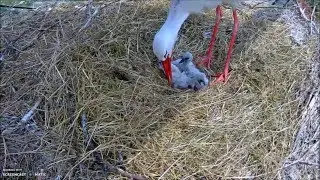 Záchranná stanice živočichů Makov, Czech Republic, 3.05.2016, 13:55  Ha, ha ! I'm ticklish !