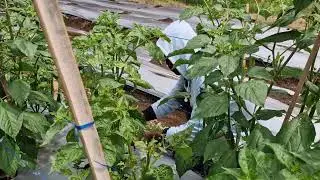 CHILI PLANT GROWTH CONTROL: SIMPLE TRICKS EVERY FARMER SHOULD KNOW! - Agriculture Farming