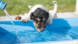 How to Train Your Portuguese Water Dog for Water Rescue