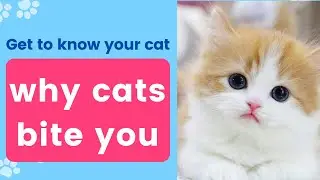 why cats bite you