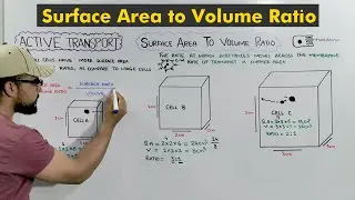 Surface area to volume ratio (How surface area helps in fast transport)