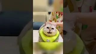 cat addicted to laxatives doesn't spare even its good buddy.#shorts #lovely#cute#funny #pets#animals