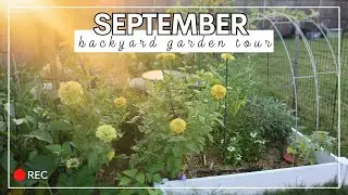 September 2023 Backyard Garden Tour // Oklahoma Suburbs Zone 7a