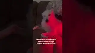 Dogs do #redlighttherapy too always #antiaging #lulu #dogwalks