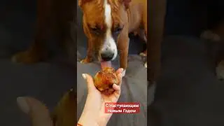 🥳☃️ #амстафф #собака #щенок #amstaff #christmas #remix #happynewyear #newsong #друзья #dog #freefire