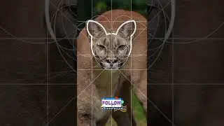 Animal Logo Design | Minimalist Logo Design Idea #shorts #short #shortsfeed #shortvideo #ytshorts