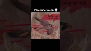 Animals, but they are getting faster #animals #edit