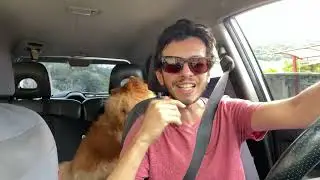 Como é ter cães de neve? Chow chow idoso é agressivo?